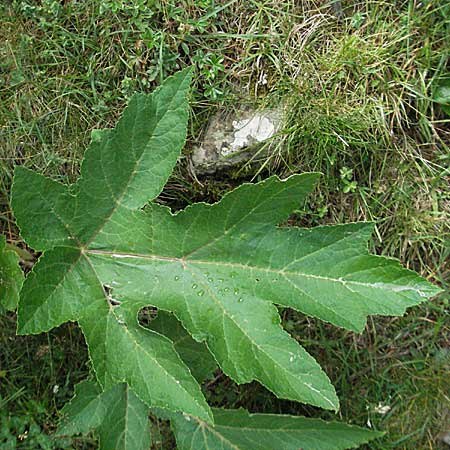 Heracleum pyrenaicum \ Pyren&auml;en-B�renklau / Pyrenean Hogweed, F Pyren&auml;en/Pyrenees, Eyne 9.8.2006