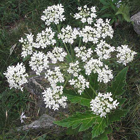 Heracleum pyrenaicum \ Pyren&auml;en-B�renklau / Pyrenean Hogweed, F Pyren&auml;en/Pyrenees, Eyne 9.8.2006