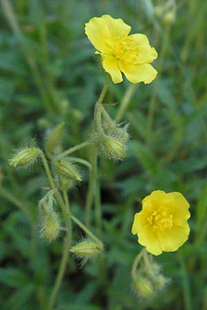 Helianthemum italicum \ Italienisches Sonnenr�schen / Italian Rock-Rose, F Clue de Chabrieres 12.5.2007