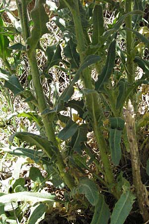 Hesperis laciniata \ Schlitzbl&auml;ttrige Nachtviole / Cut-Leaved Dame's Violet, F Castellane 12.5.2007