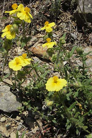 Helianthemum italicum \ Italienisches Sonnenr�schen / Italian Rock-Rose, F Castellane 12.5.2007