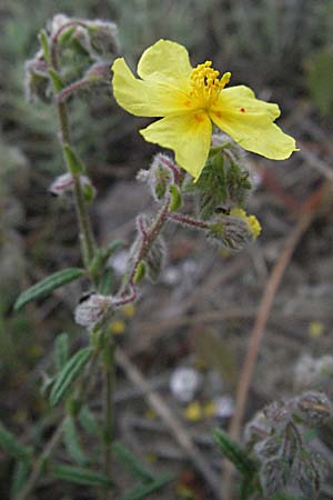 Helianthemum nummularium ? \ Kleinblttriges Sonnenrschen / Common Rock-Rose, F Camargue 13.5.2007
