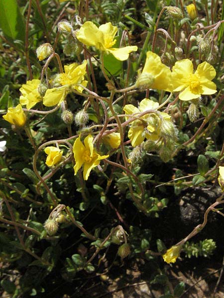 Helianthemum hirtum \ Borstiges Sonnenr�schen / Bristly Rock-Rose, F Causse du Larzac 15.5.2007