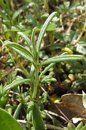 Helianthemum hirtum \ Borstiges Sonnenr�schen / Bristly Rock-Rose, F Causse du Larzac 15.5.2007