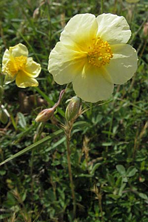 Helianthemum nummularium \ Kleinblttriges Sonnenrschen / Common Rock-Rose, F Causse du Larzac 15.5.2007