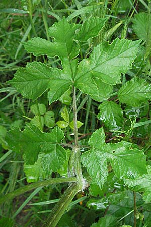 Heracleum sphondylium \ Wiesen-Brenklau / Hogweed, F Thueyts (Ardeche) 16.5.2007