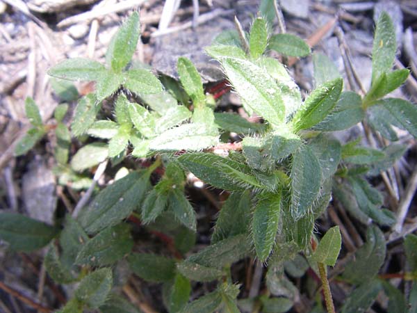 Helianthemum italicum \ Italienisches Sonnenr�schen / Italian Rock-Rose, F Queyras, Vieille Ville 22.6.2008
