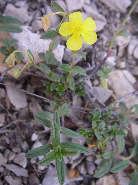 Helianthemum italicum \ Italienisches Sonnenr�schen / Italian Rock-Rose, F Grand Canyon du Verdon 23.6.2008