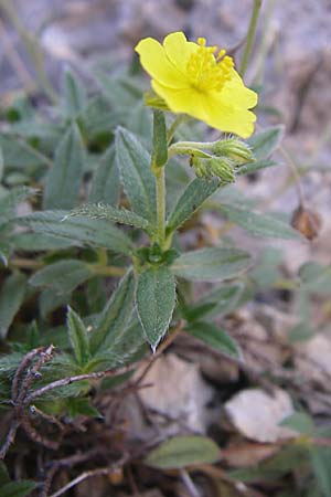 Helianthemum italicum \ Italienisches Sonnenr�schen / Italian Rock-Rose, F Grand Canyon du Verdon 23.6.2008