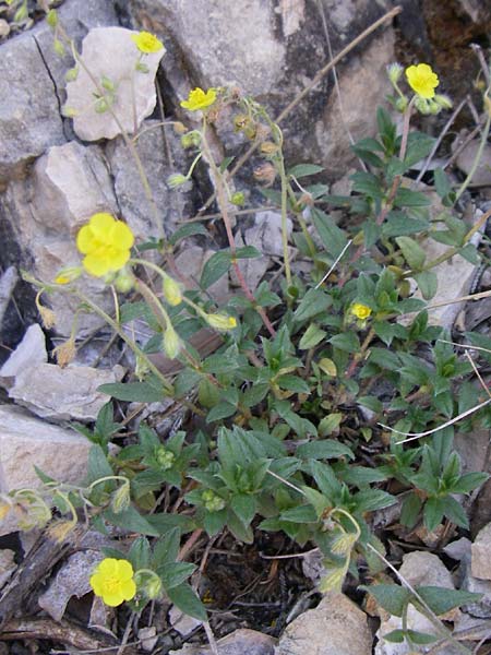 Helianthemum italicum \ Italienisches Sonnenr�schen / Italian Rock-Rose, F Grand Canyon du Verdon 23.6.2008