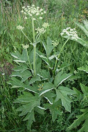 Heracleum pyrenaicum \ Pyren&auml;en-B�renklau / Pyrenean Hogweed, F Pyren&auml;en/Pyrenees, Eyne 24.6.2008