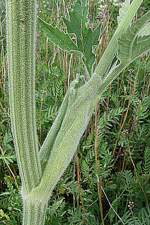 Heracleum pyrenaicum \ Pyren&auml;en-B�renklau / Pyrenean Hogweed, F Pyren&auml;en/Pyrenees, Eyne 24.6.2008