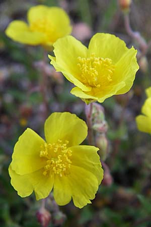 Helianthemum canum \ Graues Sonnenrschen / Hoary Rock-Rose, F Pyrenäen/Pyrenees, Eyne 25.6.2008