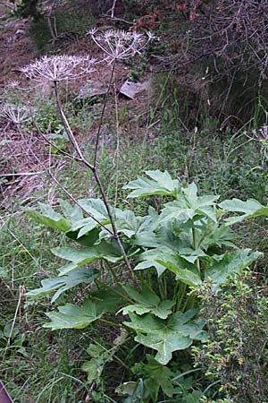 Heracleum pyrenaicum \ Pyren&auml;en-B�renklau / Pyrenean Hogweed, F Pyren&auml;en/Pyrenees, Eyne 25.6.2008