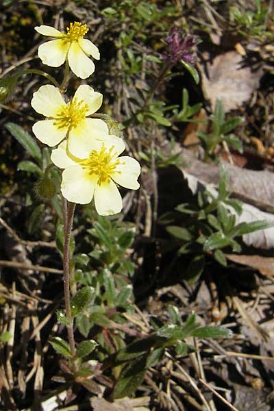 Helianthemum apenninum x canum \ Sonnenr�schen-Hybride / Hybrid Rock-Rose, F Causse Noir 28.5.2009