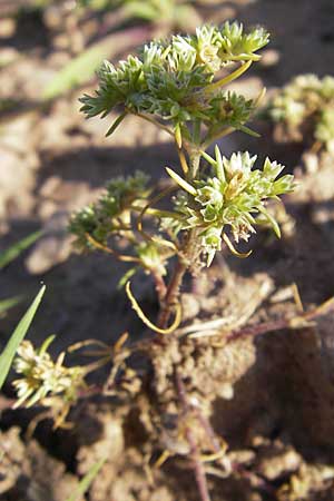 Scleranthus annuus \ Einjhriges Knuelkraut / Annual Knawel, F Bitche 28.7.2009