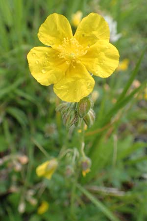 Helianthemum nummularium \ Kleinblttriges Sonnenrschen / Common Rock-Rose, F Col de la Bonette 8.7.2016