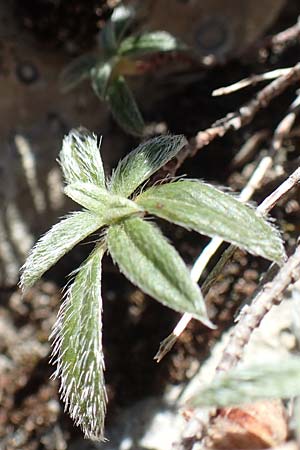 Helianthemum spec1 ? \ Sonnenr�schen / Rock-Rose, F Pyren&auml;en/Pyrenees, Gorges de Galamus 23.7.2018