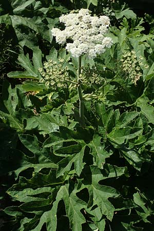Heracleum pyrenaicum \ Pyren&auml;en-B�renklau / Pyrenean Hogweed, F Pyren&auml;en/Pyrenees, Canigou 24.7.2018