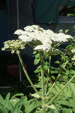 Heracleum pyrenaicum \ Pyren&auml;en-B�renklau / Pyrenean Hogweed, F Pyren&auml;en/Pyrenees, Canigou 24.7.2018