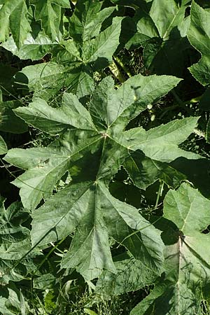 Heracleum pyrenaicum \ Pyren&auml;en-B�renklau / Pyrenean Hogweed, F Pyren&auml;en/Pyrenees, Canigou 24.7.2018