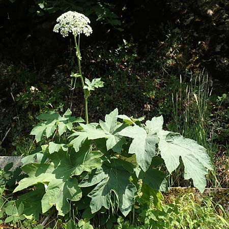 Heracleum pyrenaicum \ Pyren&auml;en-B�renklau / Pyrenean Hogweed, F Pyren&auml;en/Pyrenees, Saint-Martin du Canigou 25.7.2018