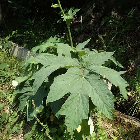 Heracleum pyrenaicum \ Pyren&auml;en-B�renklau / Pyrenean Hogweed, F Pyren&auml;en/Pyrenees, Saint-Martin du Canigou 25.7.2018