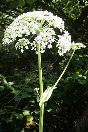 Heracleum pyrenaicum \ Pyren&auml;en-B�renklau / Pyrenean Hogweed, F Pyren&auml;en/Pyrenees, Saint-Martin du Canigou 25.7.2018