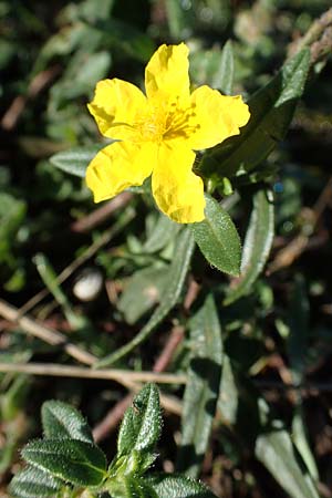Helianthemum italicum \ Italienisches Sonnenr�schen / Italian Rock-Rose, F Col de Vence 7.10.2021