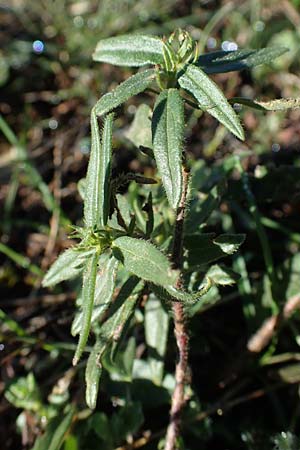 Helianthemum italicum \ Italienisches Sonnenr�schen / Italian Rock-Rose, F Col de Vence 7.10.2021