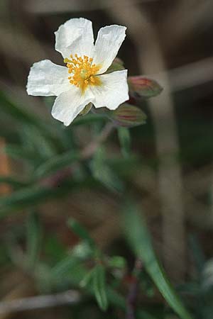 Helianthemum apenninum \ Apennin-Sonnenrschen / White Rock-Rose, F Gatinais Estouy 13.4.2002