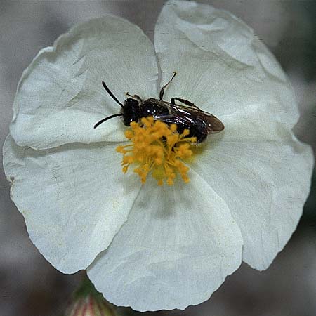Helianthemum apenninum \ Apennin-Sonnenrschen / White Rock-Rose, F Gatinais Estouy 13.4.2002
