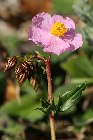 Helianthemum nummularium subsp. semiglabrum \ Kahles Sonnenr�schen / Glabrous Rock-Rose, F Castellar bei/near Menton 24.2.2019 (Photo: Uwe & Katja Grabner)