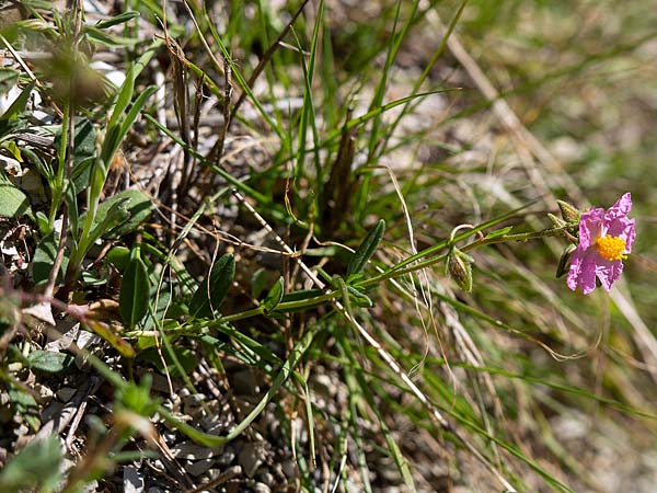 Helianthemum nummularium subsp. semiglabrum \ Kahles Sonnenr�schen / Glabrous Rock-Rose, F Castellar bei/near Menton 24.2.2019 (Photo: Uwe & Katja Grabner)