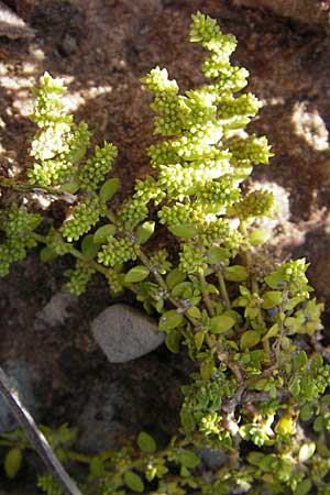 Herniaria glabra \ Kahles Bruchkraut / Rupture-Wort, F Bitche 28.7.2009