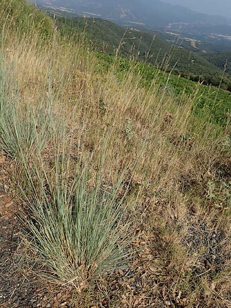 Hyparrhenia hirta \ Behaartes Kahngras / Thatching Grass, Coolatai Grass, F Pyren&auml;en/Pyrenees, C&eacute;ret 26.7.2018