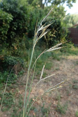 Hyparrhenia hirta \ Behaartes Kahngras / Thatching Grass, Coolatai Grass, F Pyren&auml;en/Pyrenees, C&eacute;ret 26.7.2018