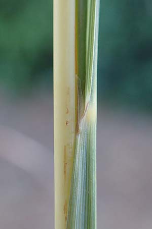Hyparrhenia hirta \ Behaartes Kahngras / Thatching Grass, Coolatai Grass, F Pyren&auml;en/Pyrenees, C&eacute;ret 26.7.2018