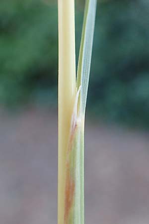 Hyparrhenia hirta \ Behaartes Kahngras / Thatching Grass, Coolatai Grass, F Pyren&auml;en/Pyrenees, C&eacute;ret 26.7.2018