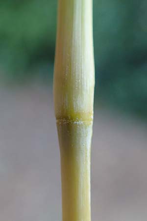 Hyparrhenia hirta \ Behaartes Kahngras / Thatching Grass, Coolatai Grass, F Pyren&auml;en/Pyrenees, C&eacute;ret 26.7.2018