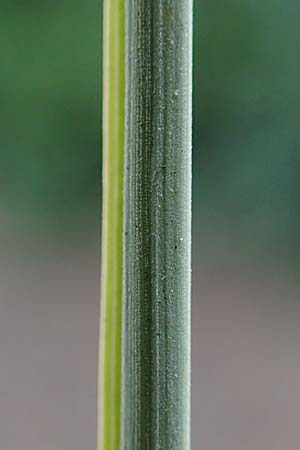 Hyparrhenia hirta \ Behaartes Kahngras / Thatching Grass, Coolatai Grass, F Pyren&auml;en/Pyrenees, C&eacute;ret 26.7.2018