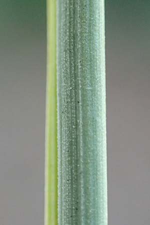 Hyparrhenia hirta \ Behaartes Kahngras / Thatching Grass, Coolatai Grass, F Pyren&auml;en/Pyrenees, C&eacute;ret 26.7.2018