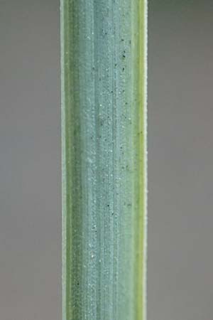 Hyparrhenia hirta \ Behaartes Kahngras / Thatching Grass, Coolatai Grass, F Pyren&auml;en/Pyrenees, C&eacute;ret 26.7.2018