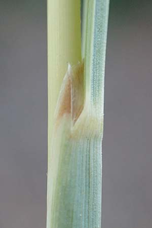 Hyparrhenia hirta \ Behaartes Kahngras / Thatching Grass, Coolatai Grass, F Pyren&auml;en/Pyrenees, C&eacute;ret 26.7.2018