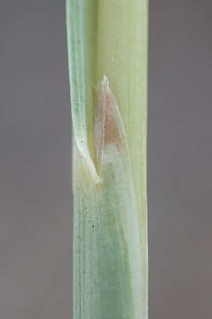 Hyparrhenia hirta \ Behaartes Kahngras / Thatching Grass, Coolatai Grass, F Pyren&auml;en/Pyrenees, C&eacute;ret 26.7.2018
