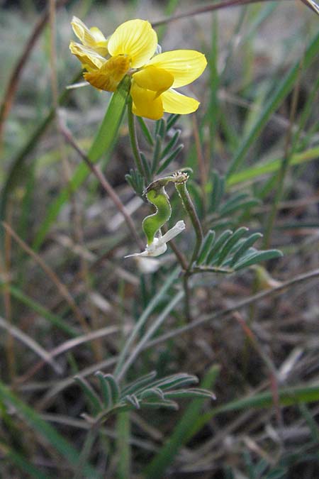 Hippocrepis glauca \ Blaugr�ner Hufeisenklee, F Les Baux 10.6.2006