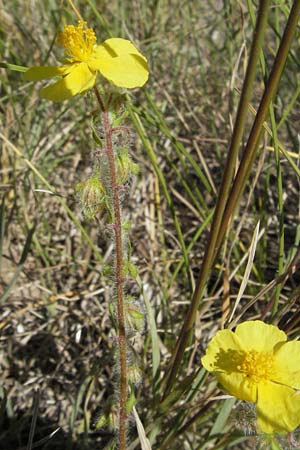 Helianthemum italicum \ Italienisches Sonnenr�schen / Italian Rock-Rose, F Rochefort-en-Valdaine 10.6.2006