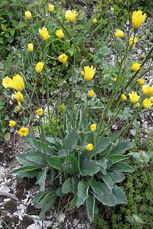 Hieracium tomentosum \ Filziges Habichtskraut / Wooly Hawkweed, F Serres 12.5.2007