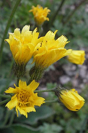 Hieracium tomentosum \ Filziges Habichtskraut / Wooly Hawkweed, F Serres 12.5.2007