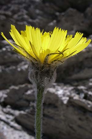Hieracium tomentosum \ Filziges Habichtskraut / Wooly Hawkweed, F Queyras, Vieille Ville 22.6.2008